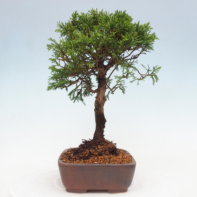 Kültéri bonsai - Juniperus chinensis Itoigawa