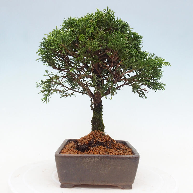Kültéri bonsai - Juniperus chinensis Itoigawa