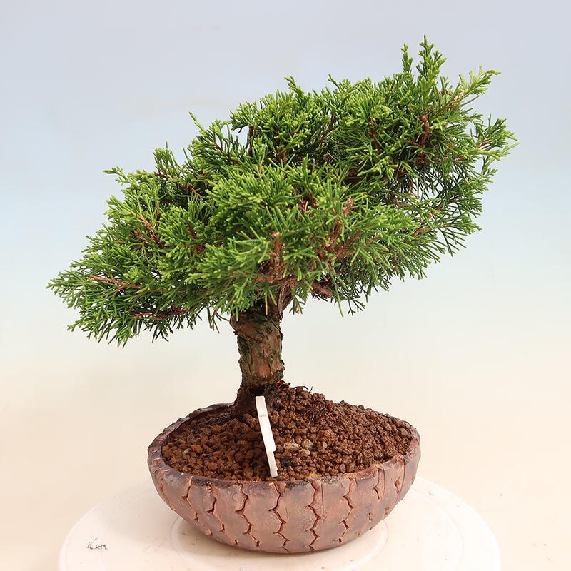 Kültéri bonsai - Juniperus chinensis Itoigawa