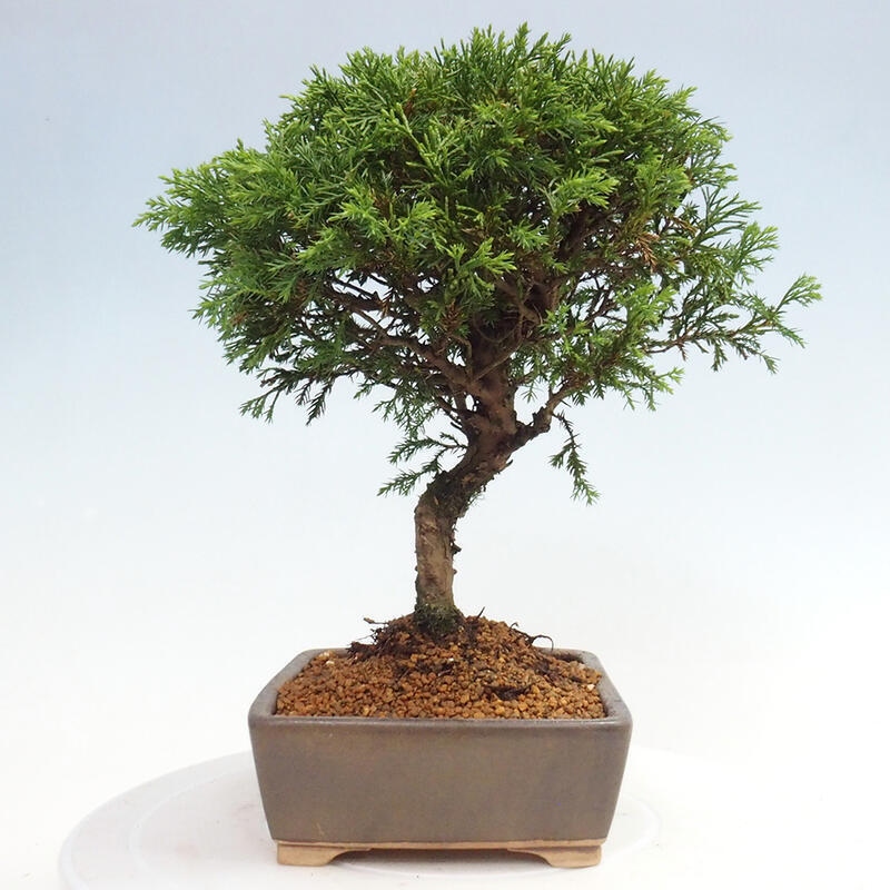Kültéri bonsai - Juniperus chinensis Itoigawa