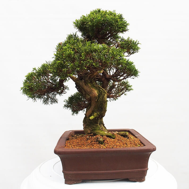Kültéri bonsai - Juniperus chinensis Itoigawa