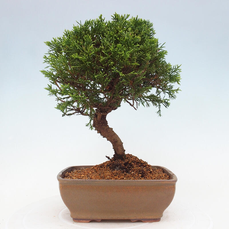 Kültéri bonsai - Juniperus chinensis Itoigawa