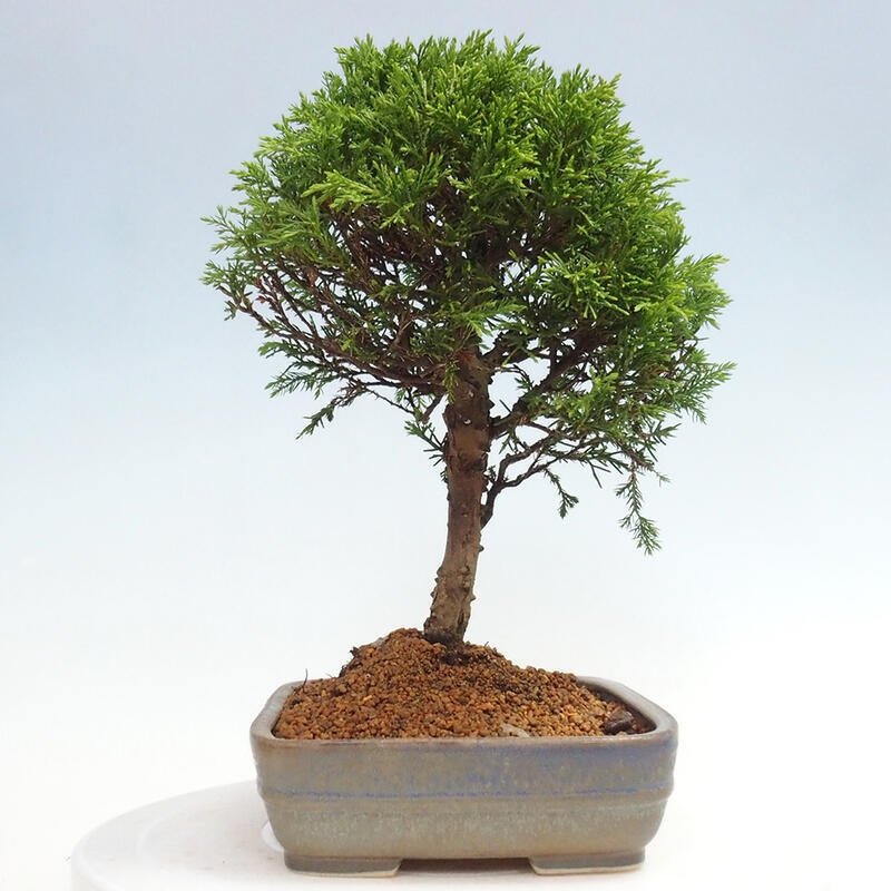 Kültéri bonsai - Juniperus chinensis Itoigawa