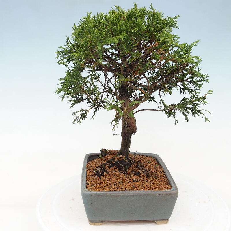 Kültéri bonsai - Juniperus chinensis Itoigawa