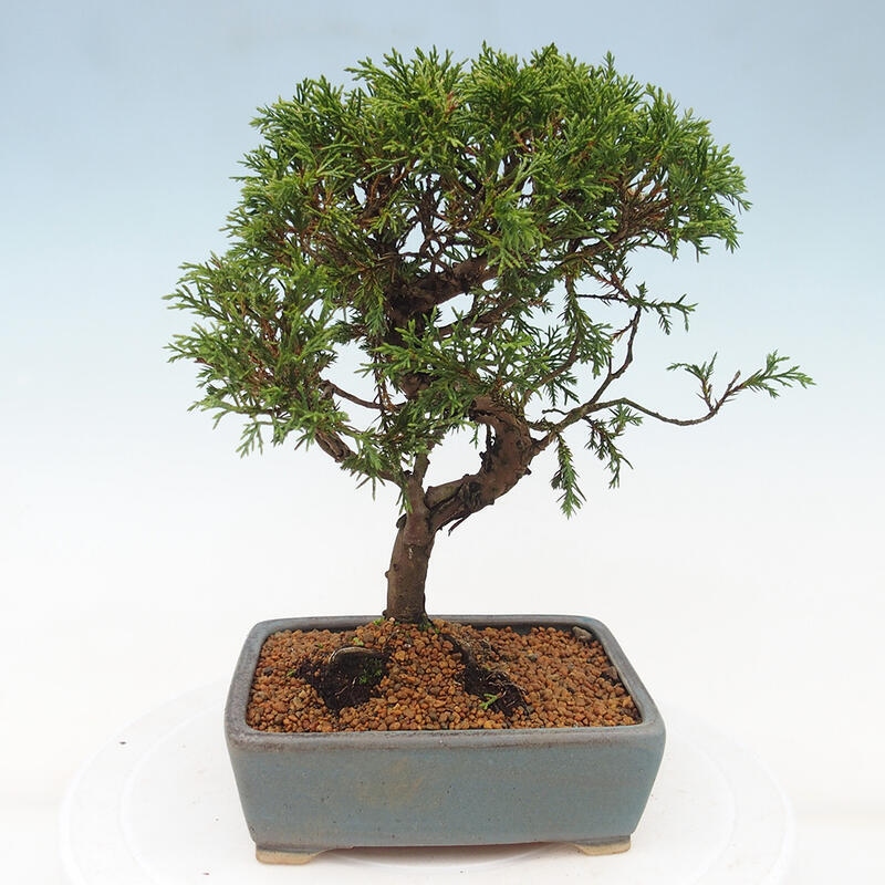 Kültéri bonsai - Juniperus chinensis Itoigawa
