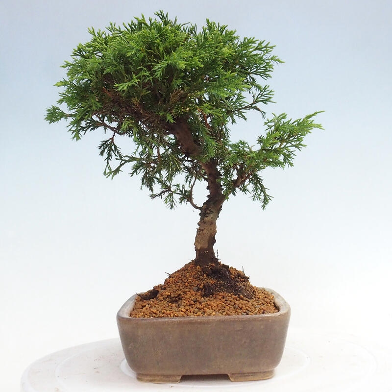 Kültéri bonsai - Juniperus chinensis Itoigawa