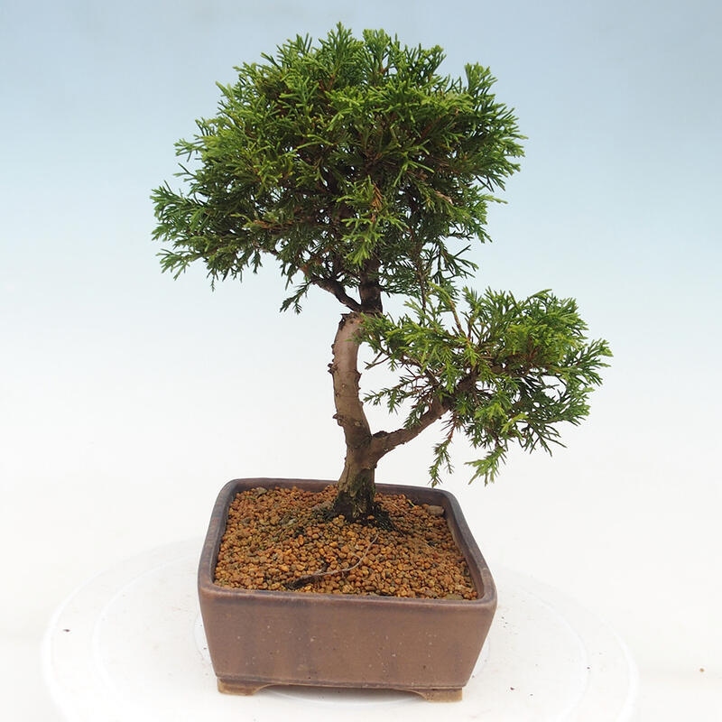 Kültéri bonsai - Juniperus chinensis Itoigawa
