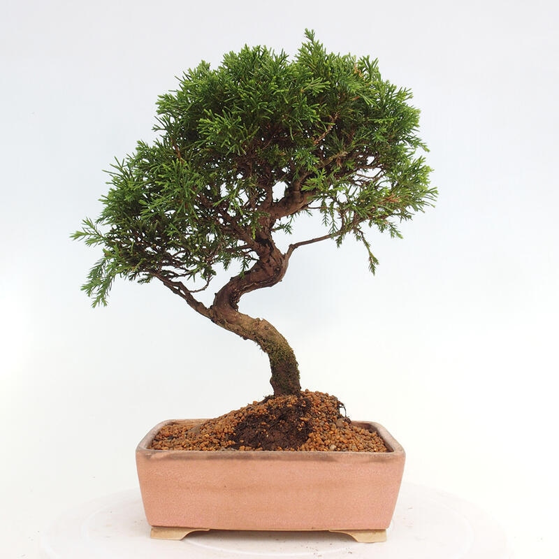 Kültéri bonsai - Juniperus chinensis Itoigawa
