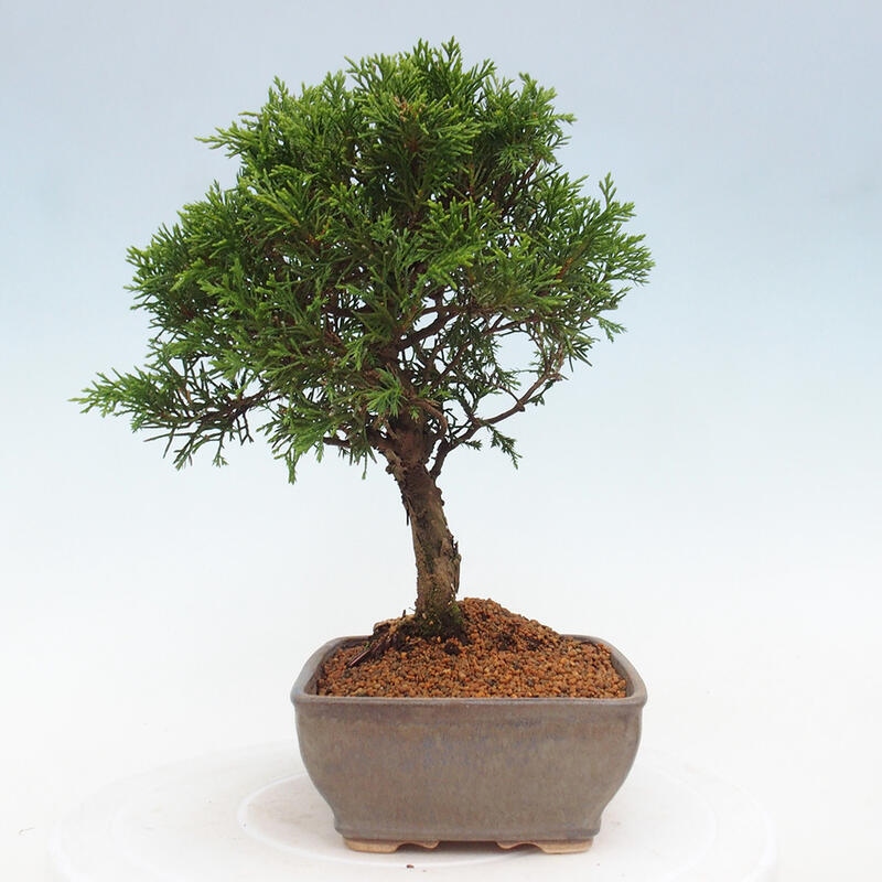 Kültéri bonsai - Juniperus chinensis Itoigawa