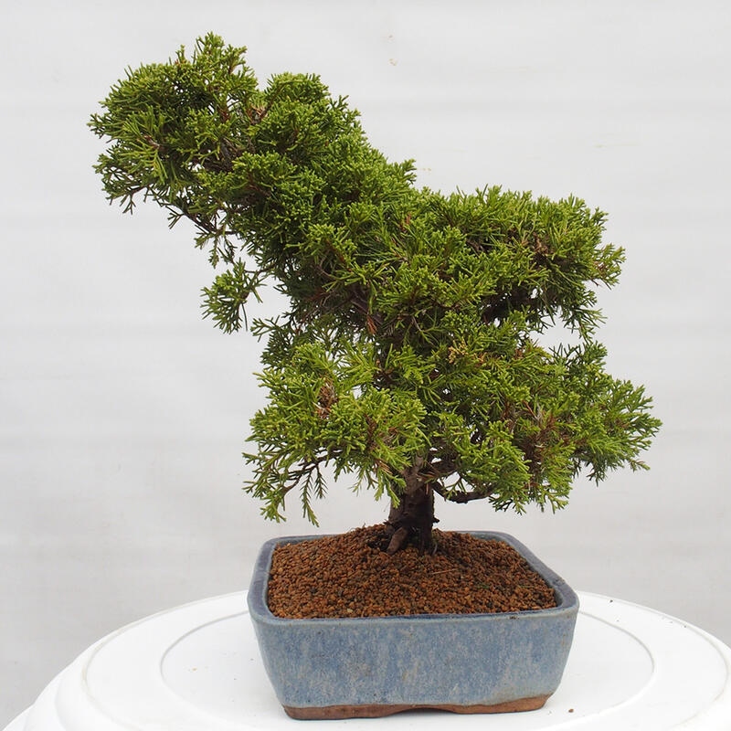 Kültéri bonsai - Juniperus chinensis Itoigawa
