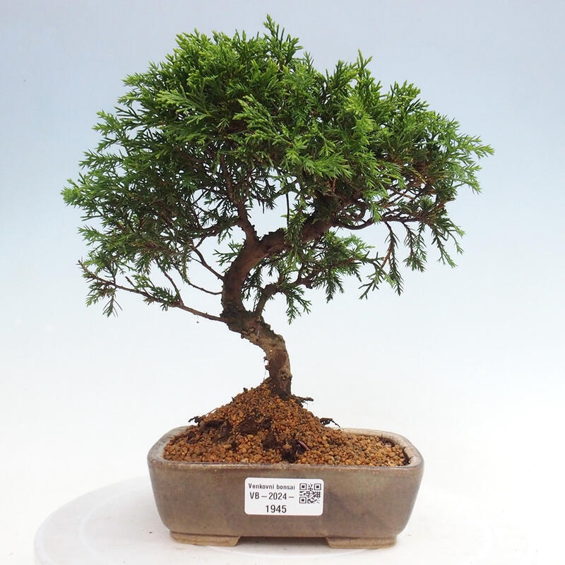 Kültéri bonsai - Juniperus chinensis Itoigawa