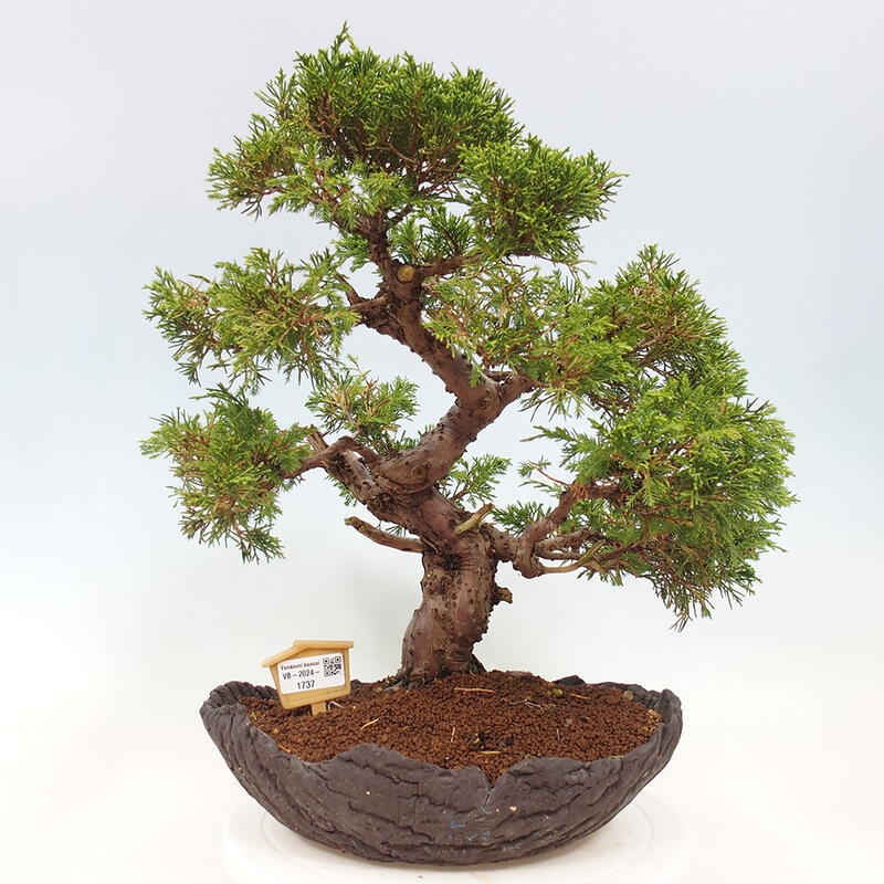 Kültéri bonsai - Juniperus chinensis Kishu