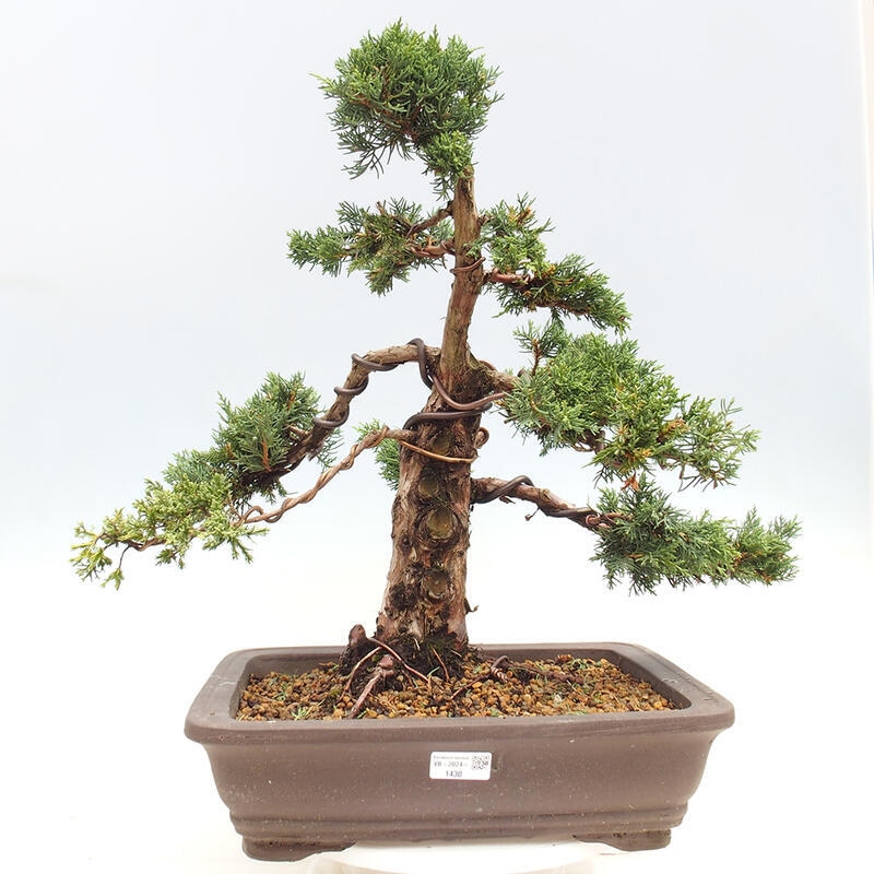Kültéri bonsai - Juniperus chinensis Kishu