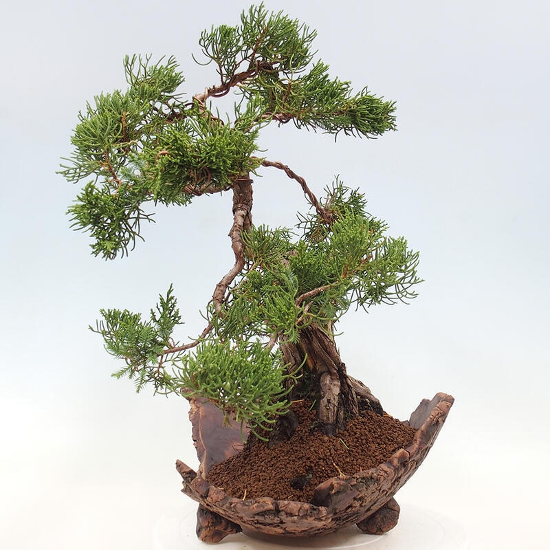 Kültéri bonsai - Juniperus chinensis Kishu
