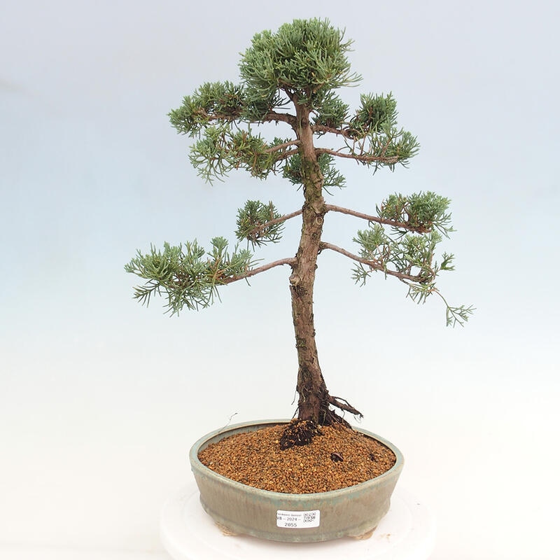 Kültéri bonsai - Juniperus chinensis Kishu