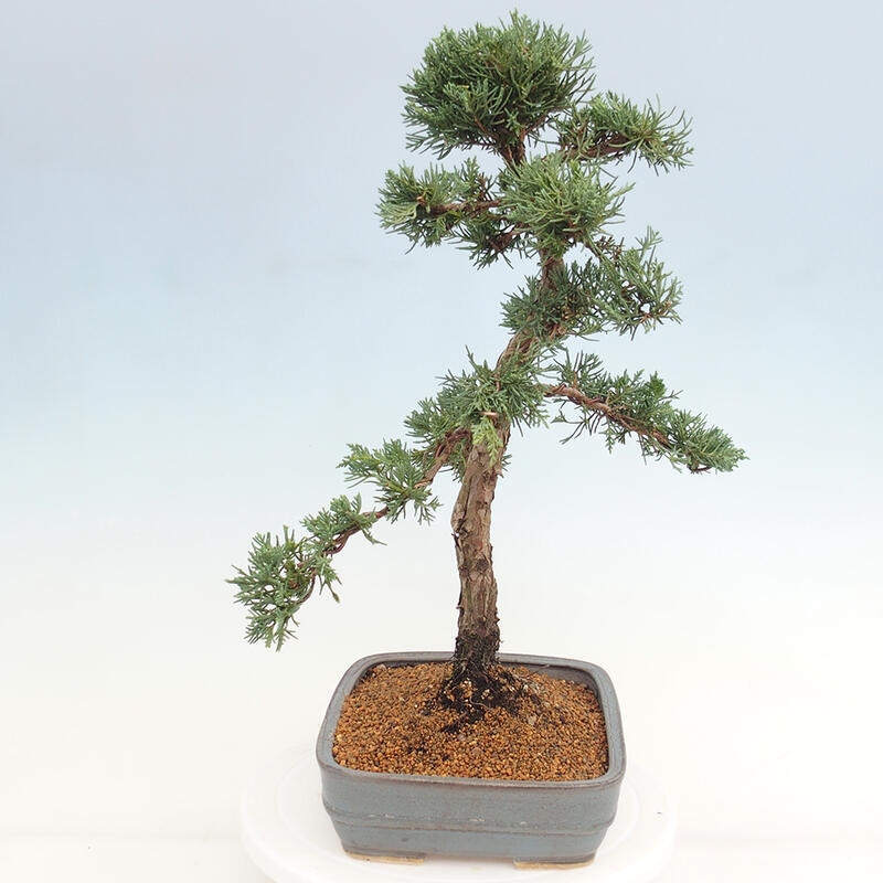 Kültéri bonsai - Juniperus chinensis Kishu