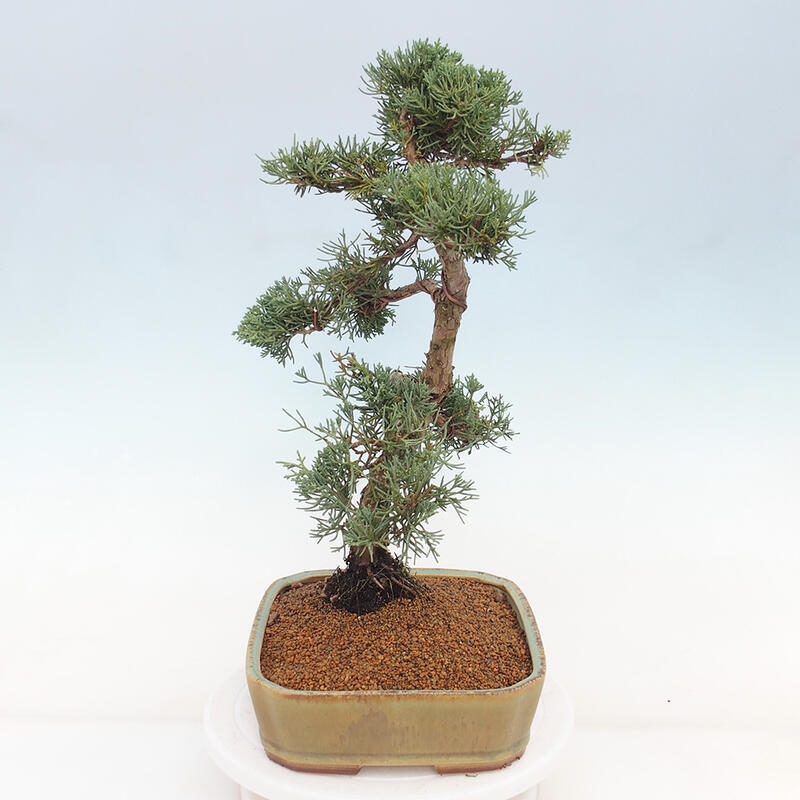 Kültéri bonsai - Juniperus chinensis Kishu