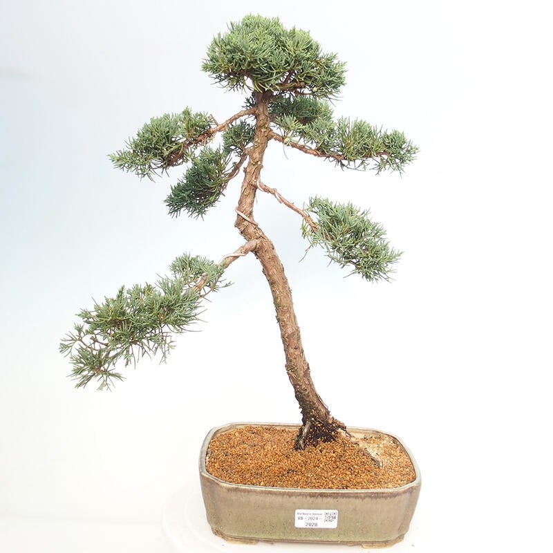 Kültéri bonsai - Juniperus chinensis Kishu