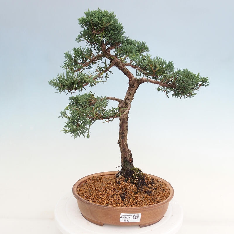 Kültéri bonsai - Juniperus chinensis Kishu