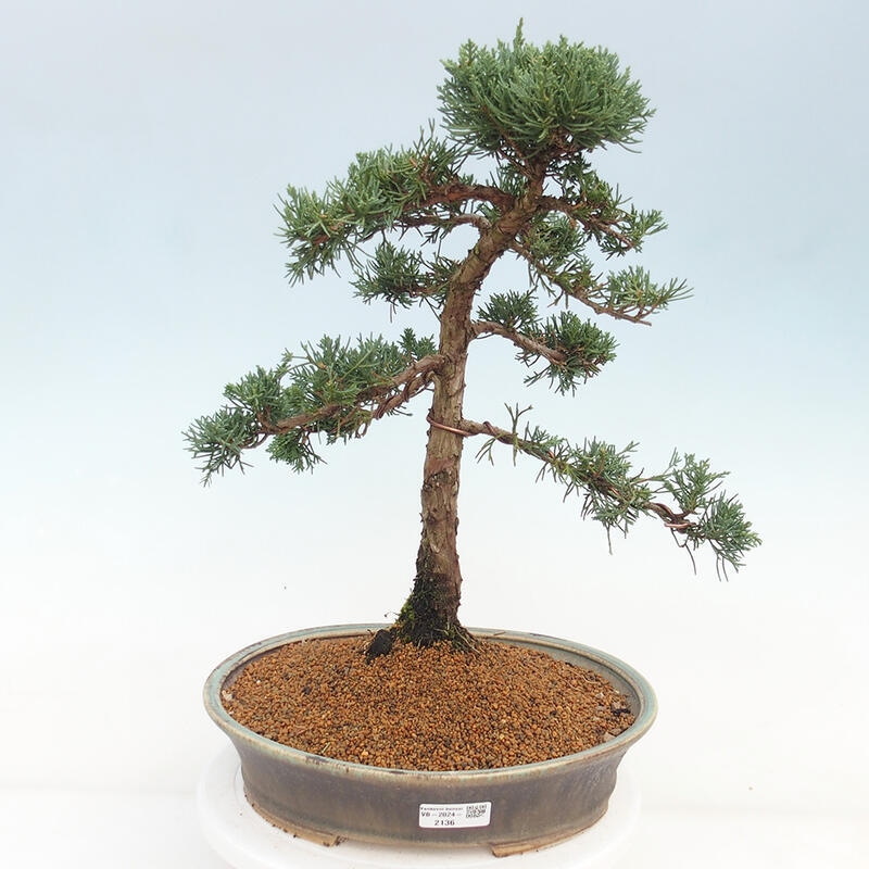 Kültéri bonsai - Juniperus chinensis Kishu