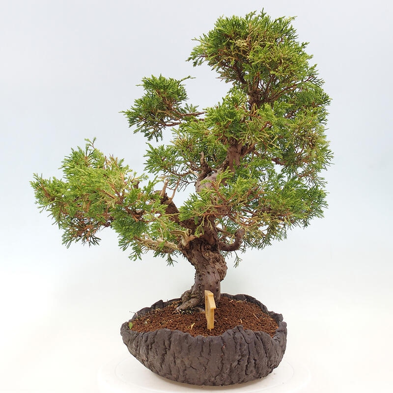Kültéri bonsai - Juniperus chinensis Kishu