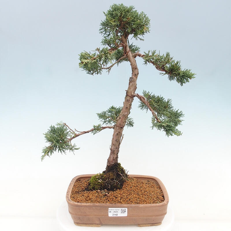 Kültéri bonsai - Juniperus chinensis Kishu