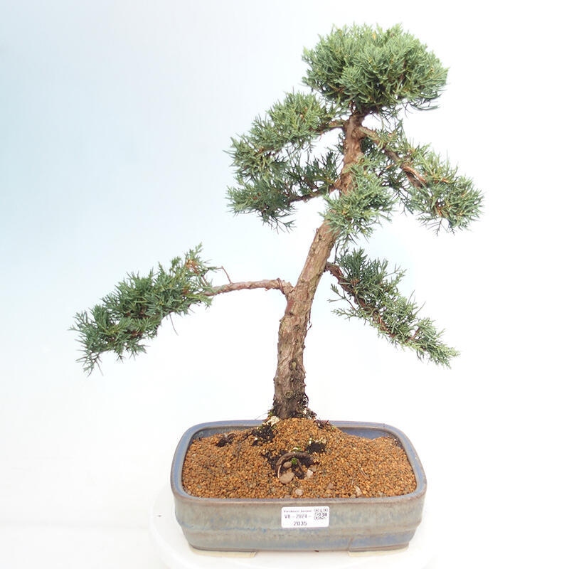 Kültéri bonsai - Juniperus chinensis Kishu