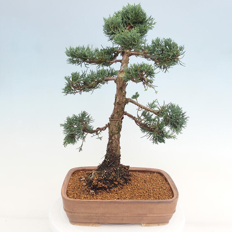 Kültéri bonsai - Juniperus chinensis Kishu