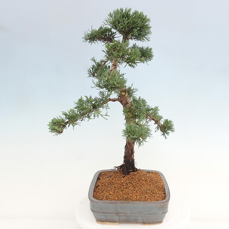 Kültéri bonsai - Juniperus chinensis Kishu