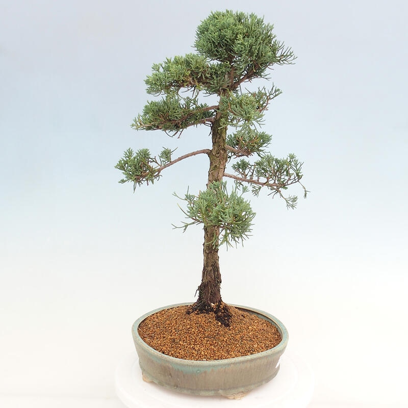 Kültéri bonsai - Juniperus chinensis Kishu