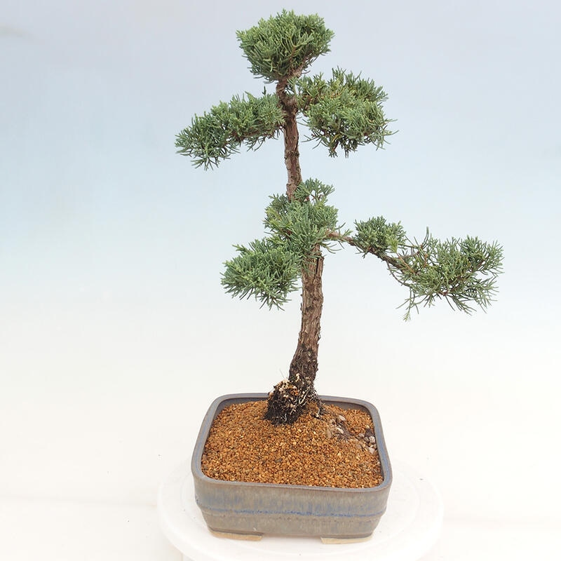 Kültéri bonsai - Juniperus chinensis Kishu
