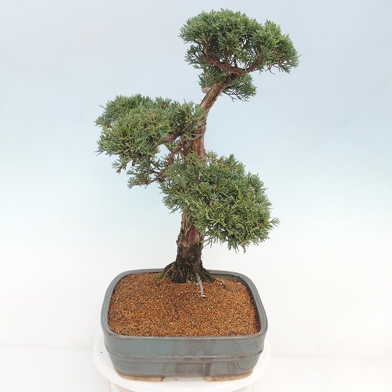 Kültéri bonsai - Juniperus chinensis Kishu