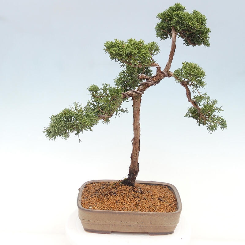 Kültéri bonsai - Juniperus chinensis Kishu
