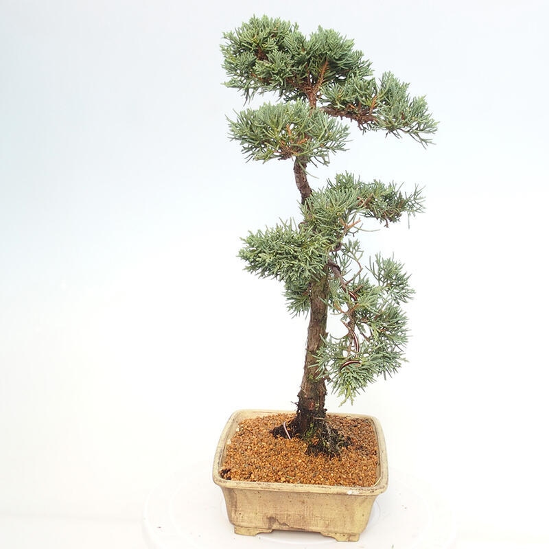 Kültéri bonsai - Juniperus chinensis Kishu