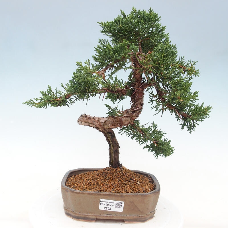 Kültéri bonsai - Juniperus chinensis Kishu