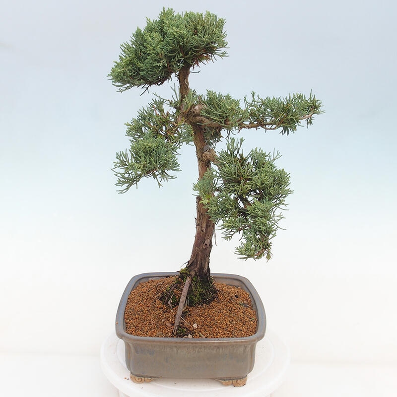 Kültéri bonsai - Juniperus chinensis Kishu