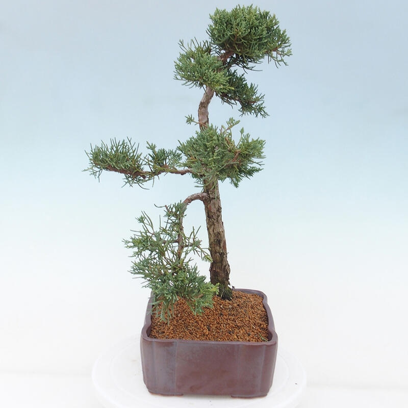 Kültéri bonsai - Juniperus chinensis Kishu