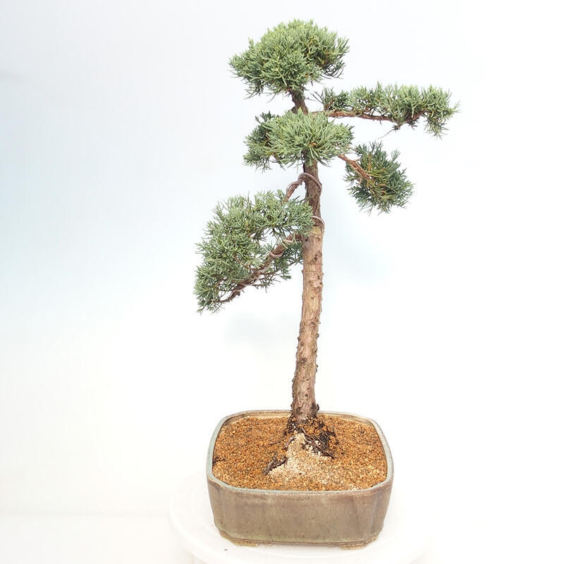 Kültéri bonsai - Juniperus chinensis Kishu