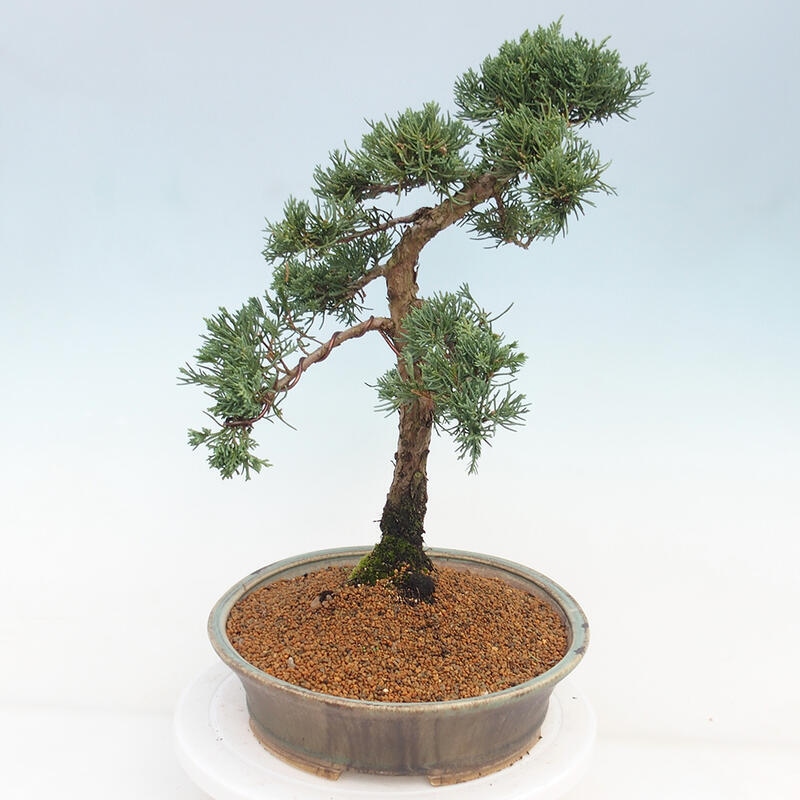 Kültéri bonsai - Juniperus chinensis Kishu