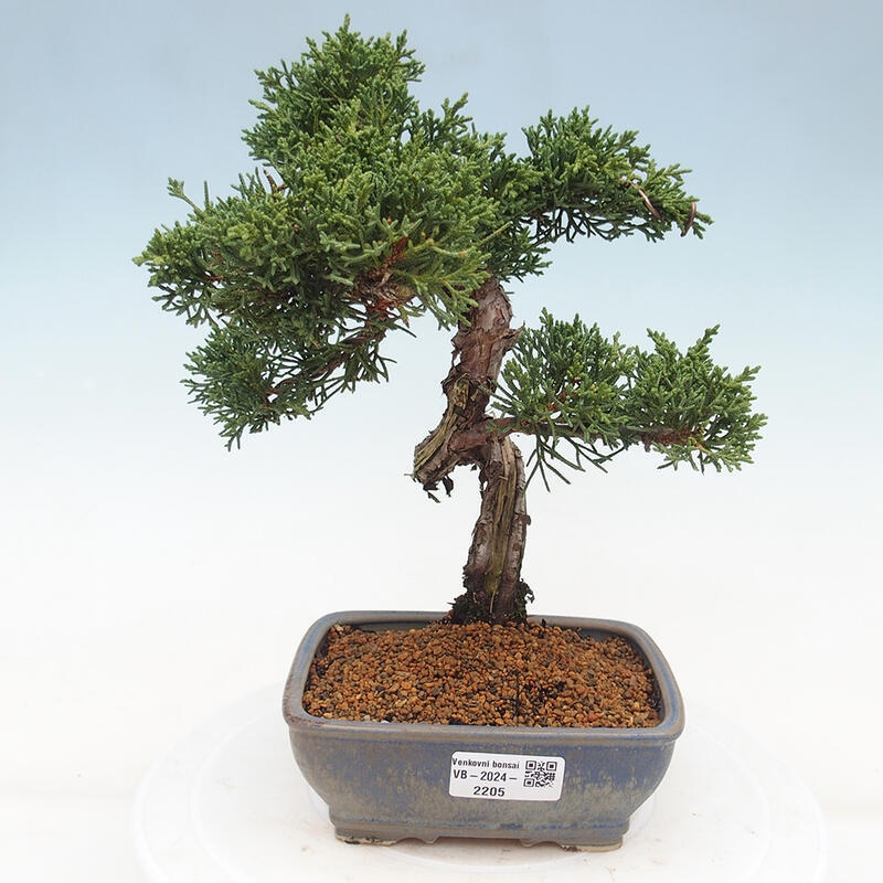 Kültéri bonsai - Juniperus chinensis Kishu