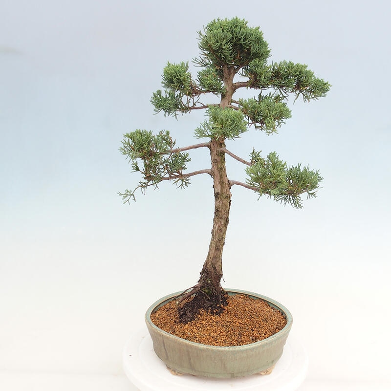 Kültéri bonsai - Juniperus chinensis Kishu