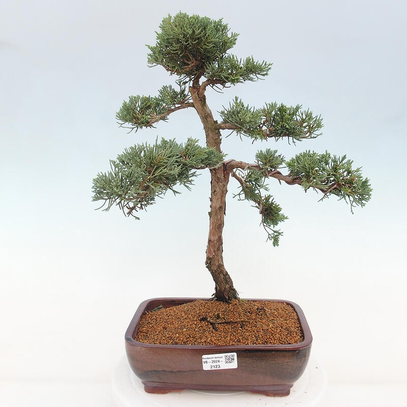 Kültéri bonsai - Juniperus chinensis Kishu