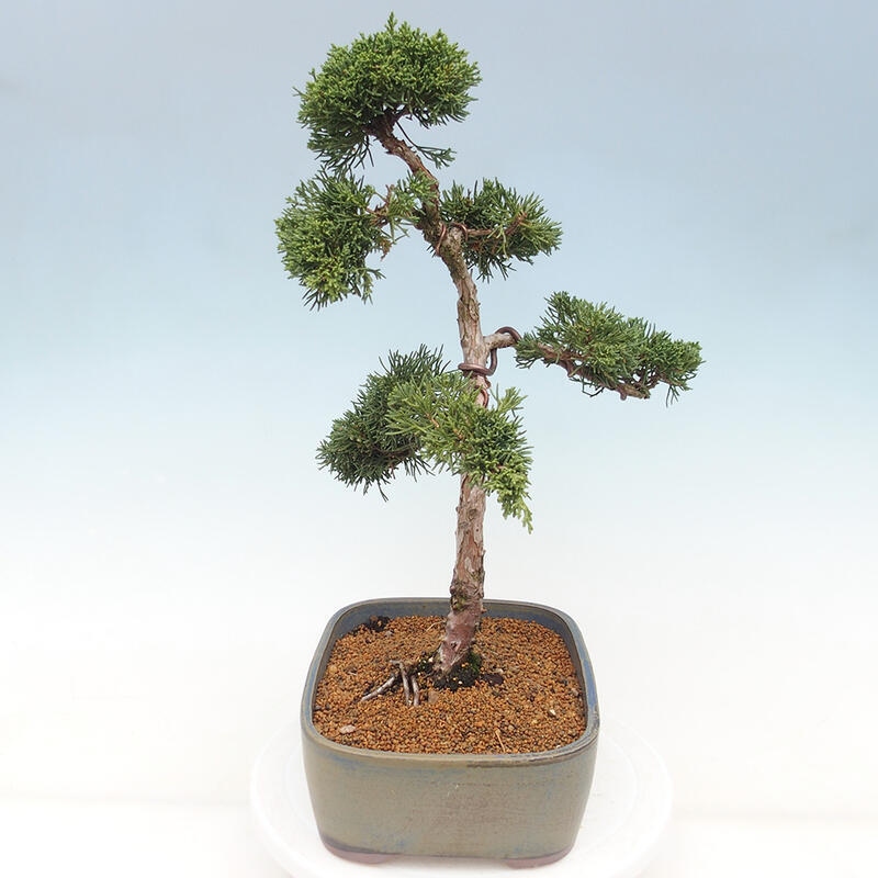 Kültéri bonsai - Juniperus chinensis Kishu