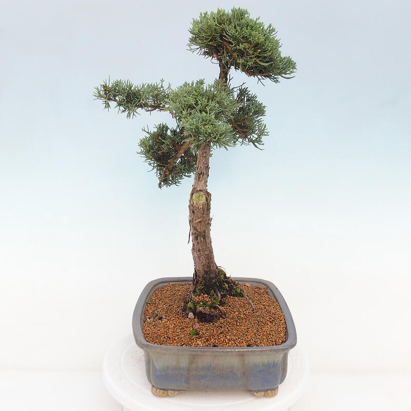 Kültéri bonsai - Juniperus chinensis Kishu