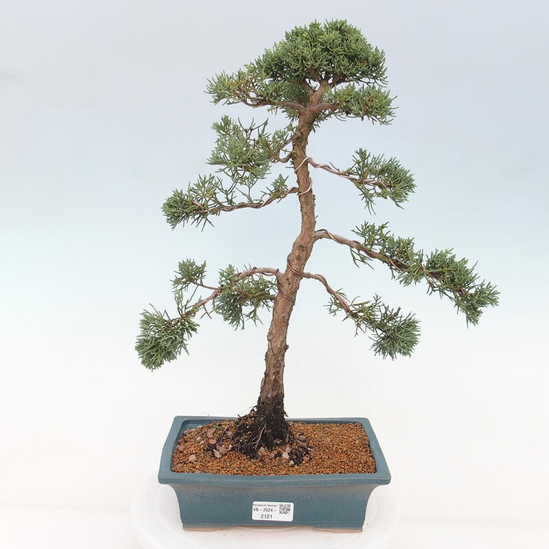 Kültéri bonsai - Juniperus chinensis Kishu