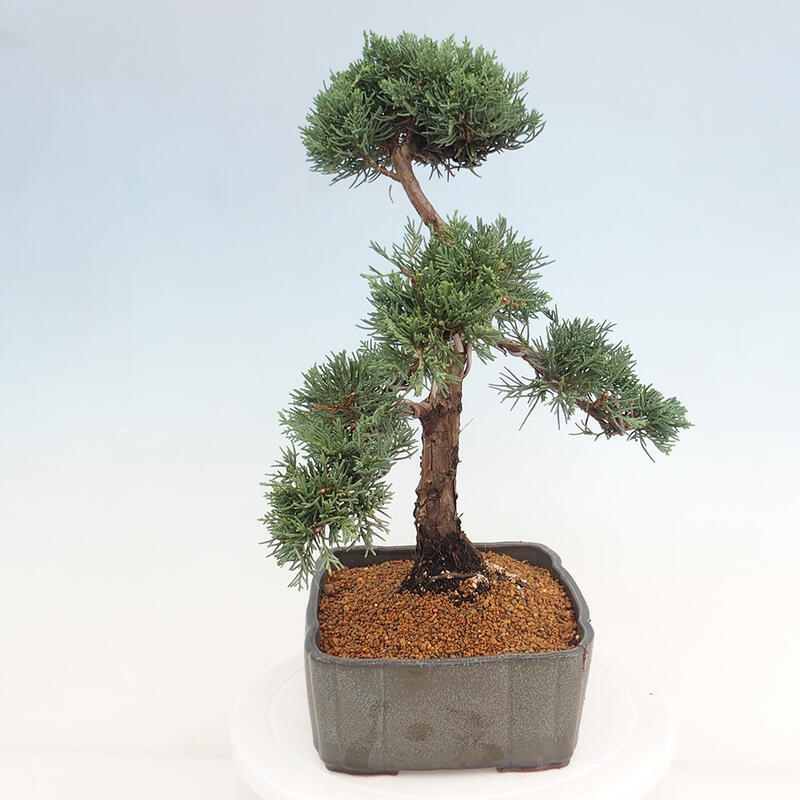Kültéri bonsai - Juniperus chinensis Kishu