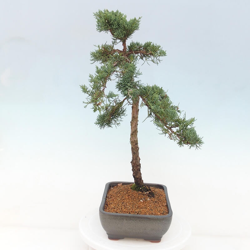 Kültéri bonsai - Juniperus chinensis Kishu