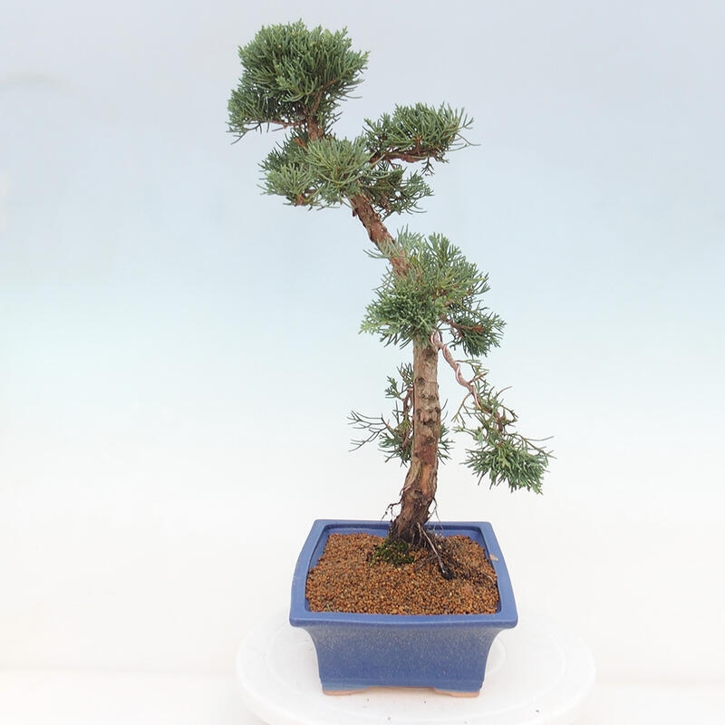 Kültéri bonsai - Juniperus chinensis Kishu