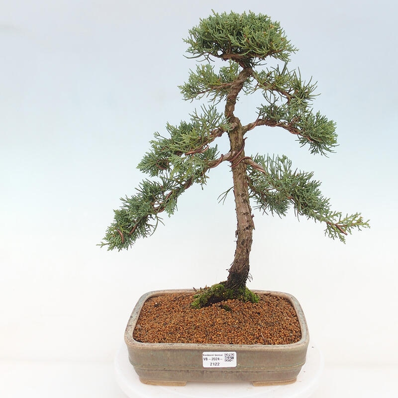 Kültéri bonsai - Juniperus chinensis Kishu