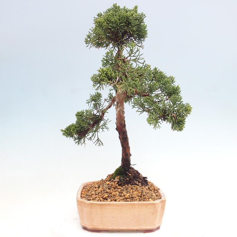 Kültéri bonsai - Juniperus chinensis Kishu